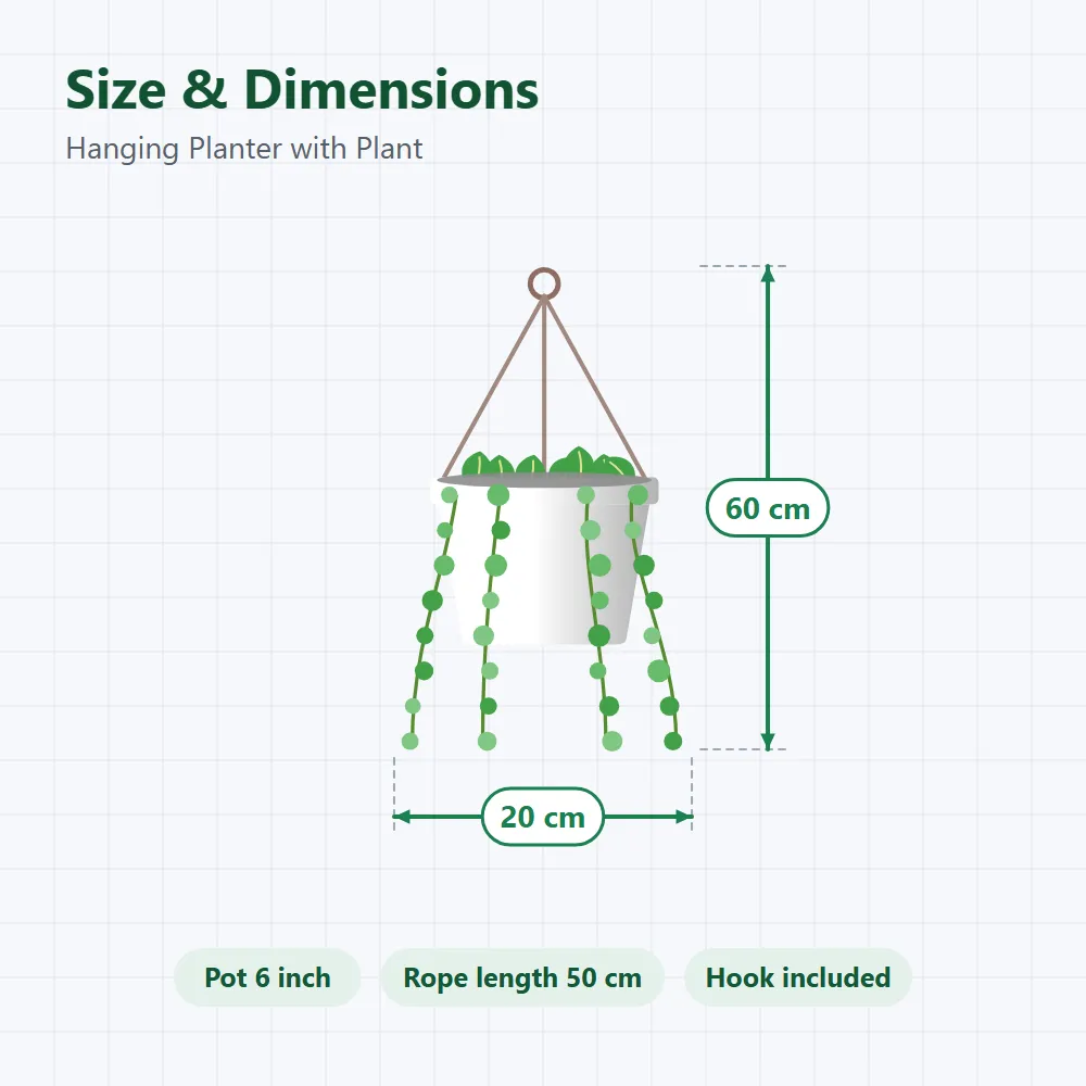 Hanging Planter with Plant: size and dimensions