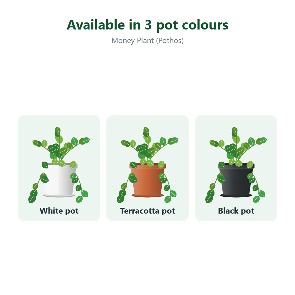 Money Plant (Pothos): all options