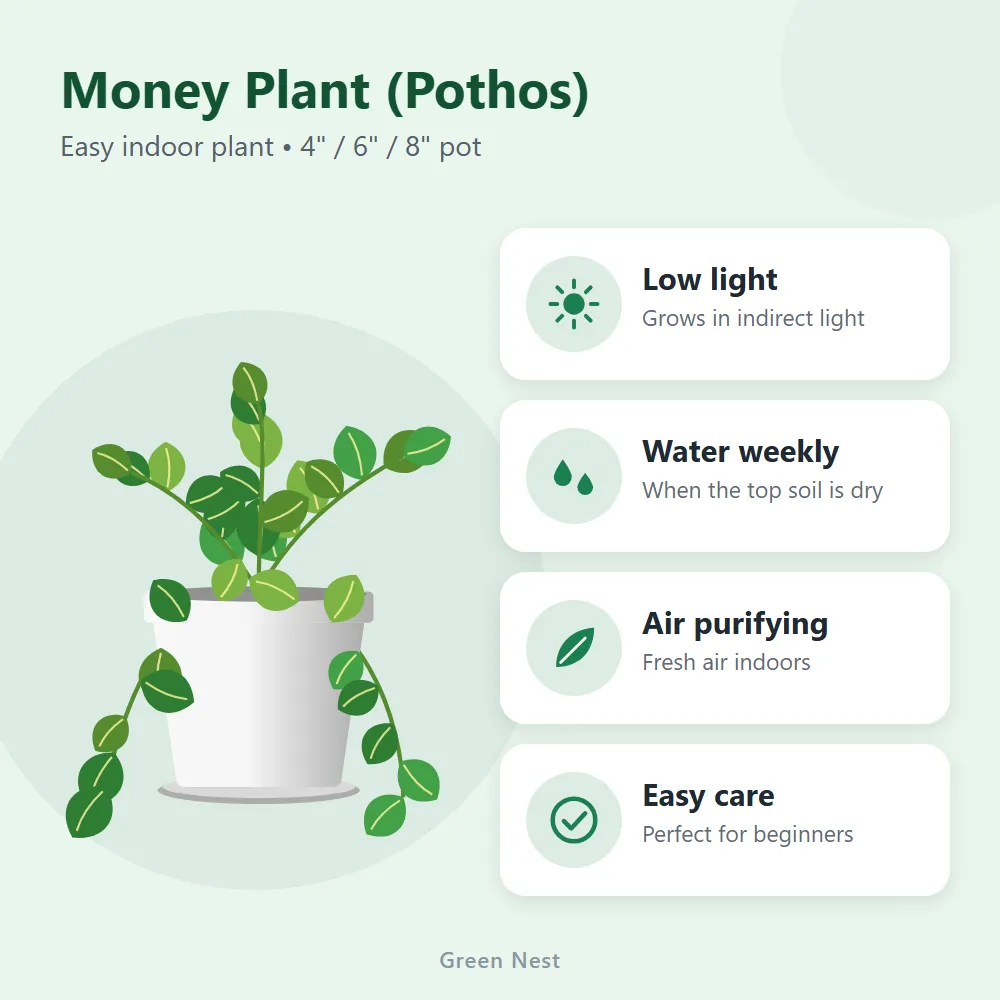 Money Plant (Pothos): features