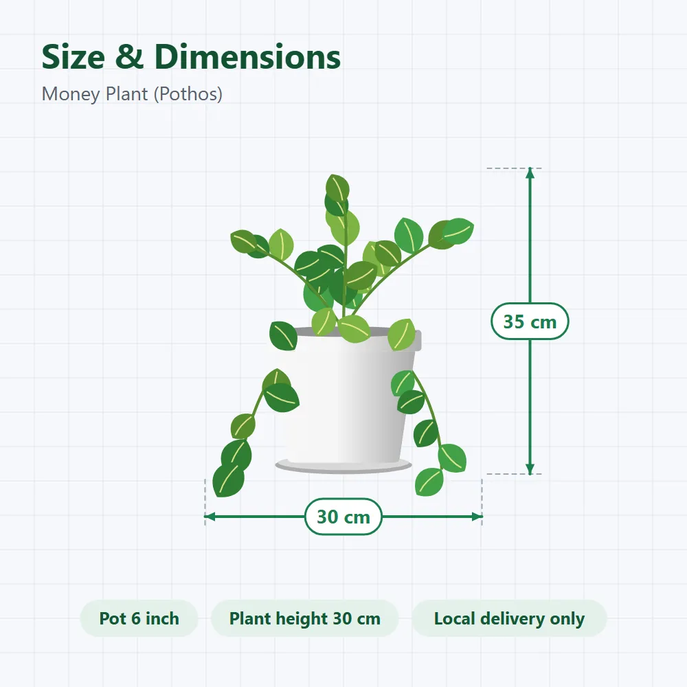 Money Plant (Pothos): size and dimensions