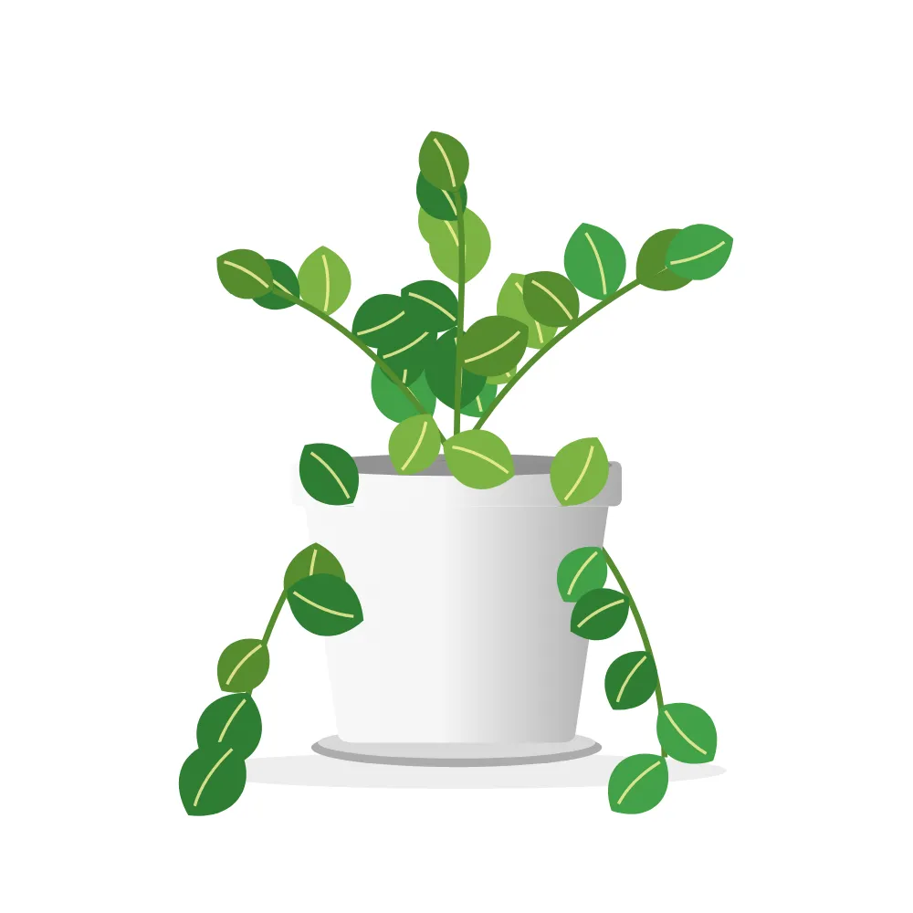 Money Plant (Pothos): White pot