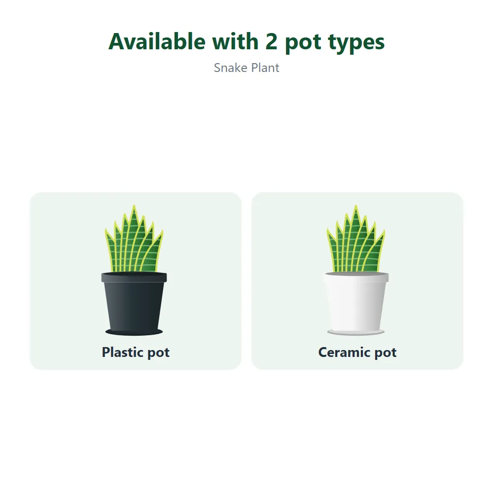 Snake Plant: all options