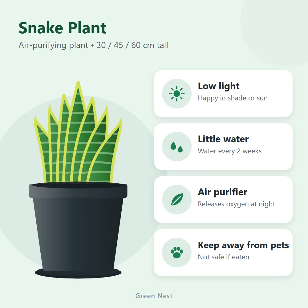 Snake Plant: features