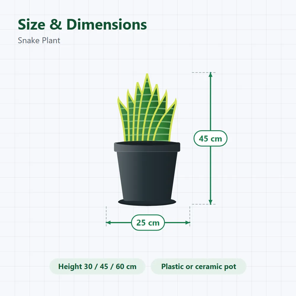 Snake Plant: size and dimensions