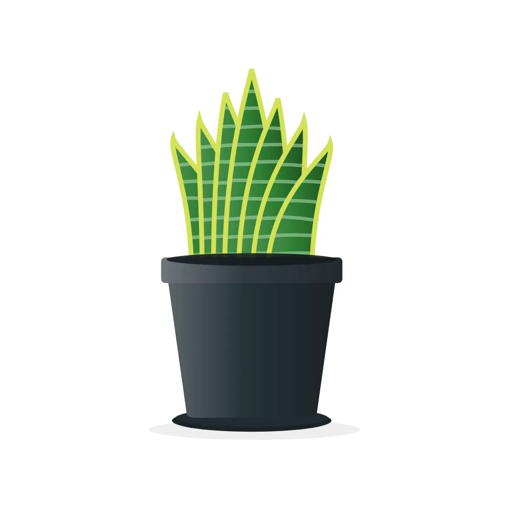 Snake Plant: Plastic pot